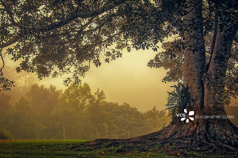 森林里的莫顿湾榕树图片素材