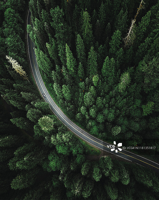 北美森林中的蜿蜒道路图片素材
