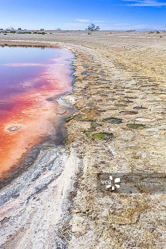 索尔顿海的红色藻华图片素材