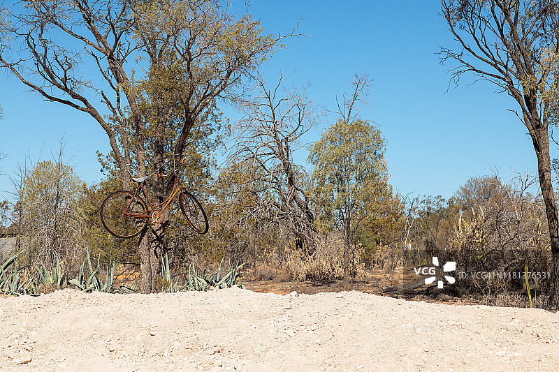 挂在乡村树上的旧自行车图片素材