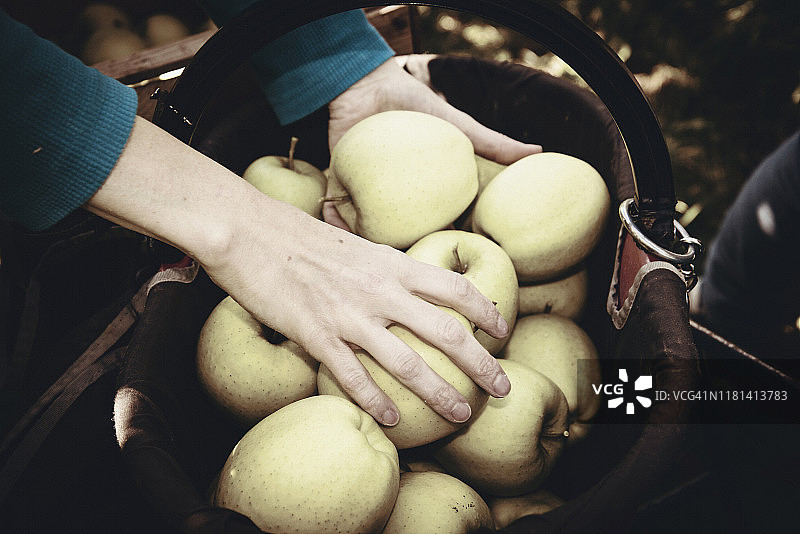 金冠苹果丰收图片素材