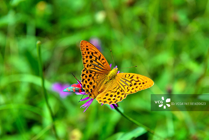 意大利博尔扎诺-上阿迪杰新蓬特图片素材