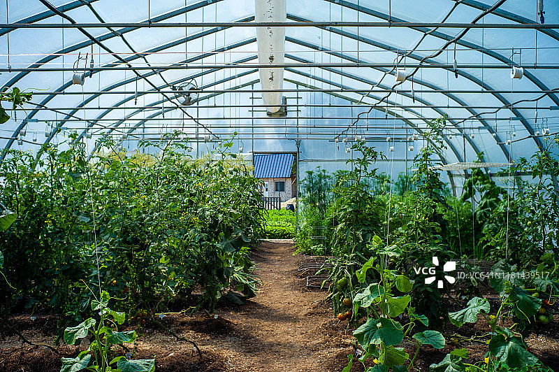 种植多种蔬菜的温室内部图片素材