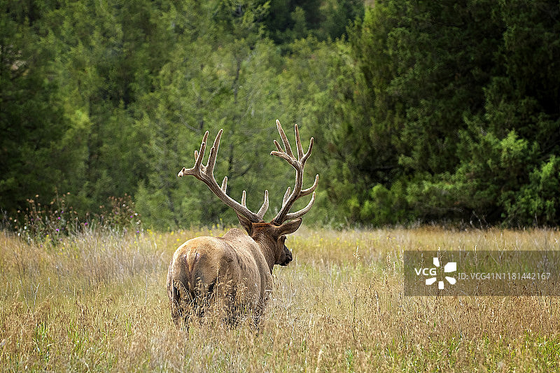 美国蒙大拿州发情期行走的马鹿图片素材