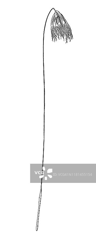 格陵兰伞形珊瑚图片素材