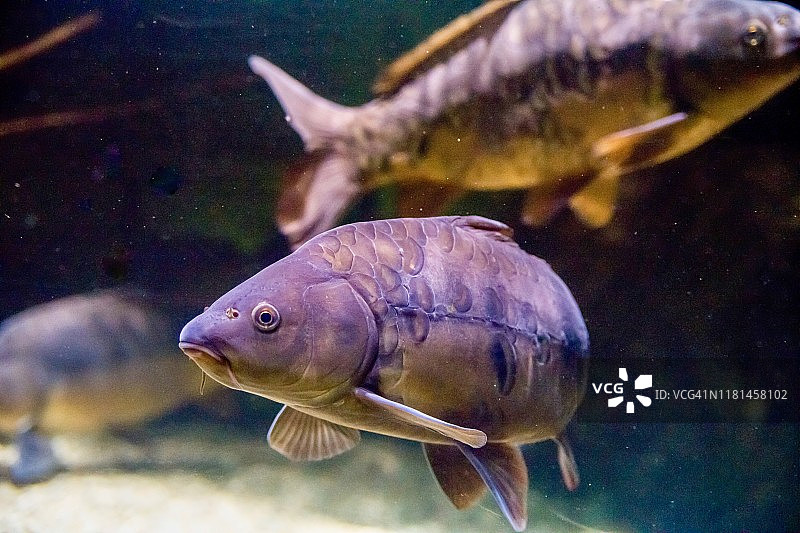 美丽的紫色异国情调大鱼图片素材