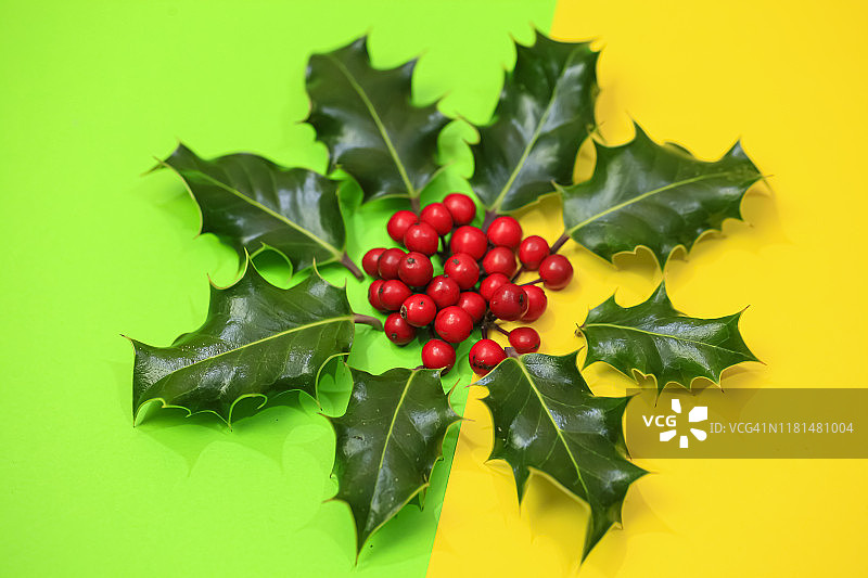 冬青常绿灌木图片素材