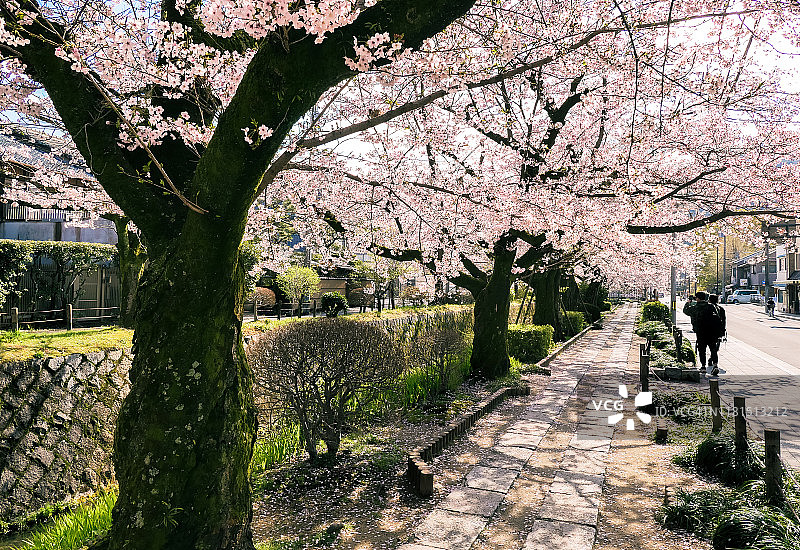 日本京都哲学之道樱花运河边的行人图片素材