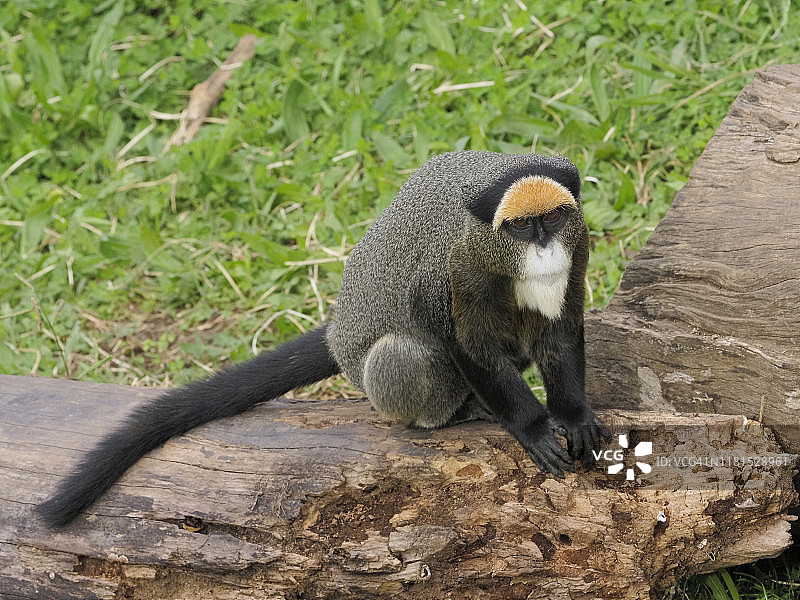 迪氏长尾猴坐在树干上图片素材