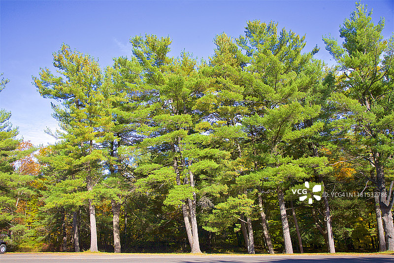 纽约州哥伦比亚县塔格卡尼克湖州立公园的常绿树图片素材