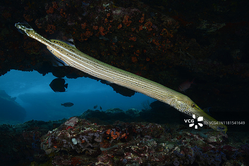 喇叭鱼图片素材