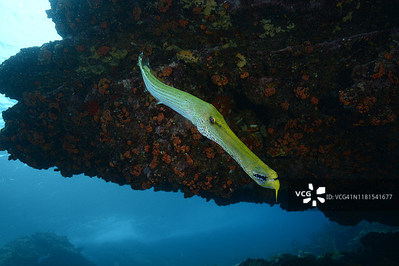 喇叭鱼图片素材