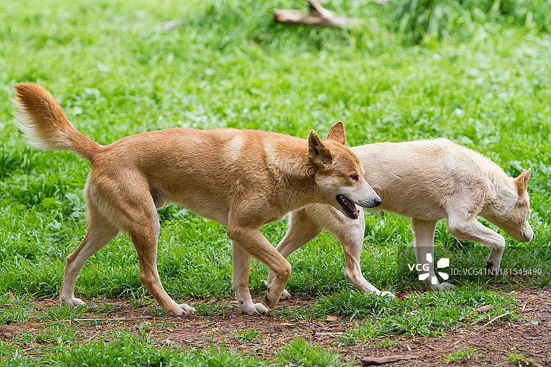 澳洲野犬图片素材