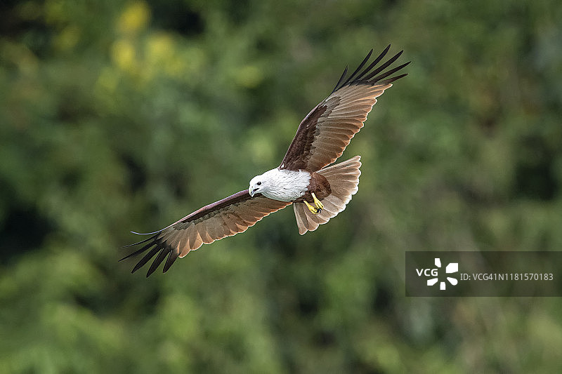 栗鸢（Haliastur indus）在泰国自然环境中飞翔图片素材