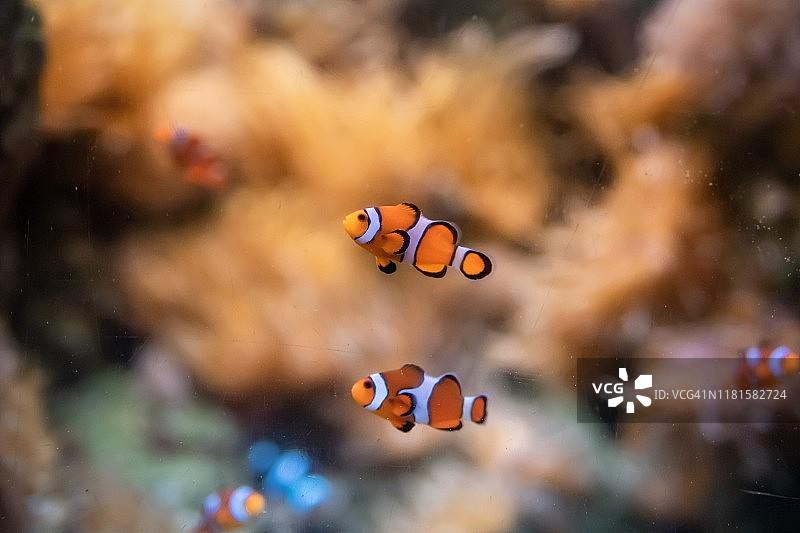 眼斑海葵鱼图片素材