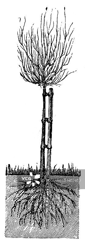 扎根于地面的树木图片素材