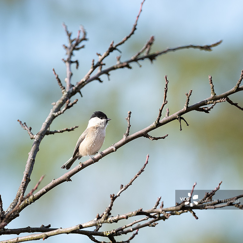 柳树山雀图片素材
