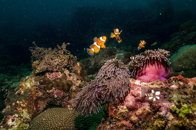 海葵中的小丑鱼，附近有废弃的渔网，环境污染图片素材