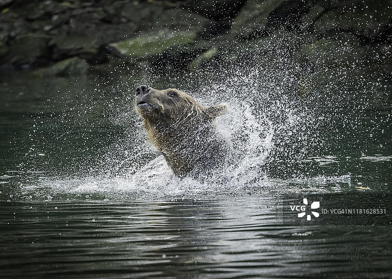 科迪亚克棕熊图片素材