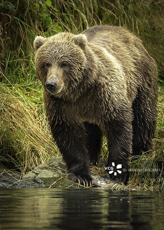 科迪亚克棕熊图片素材