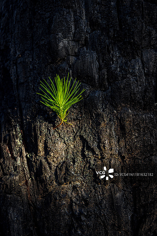森林中充满活力的绿色松树芽，拍摄于越南大叻市，具有独特的创意和抽象背景图片素材
