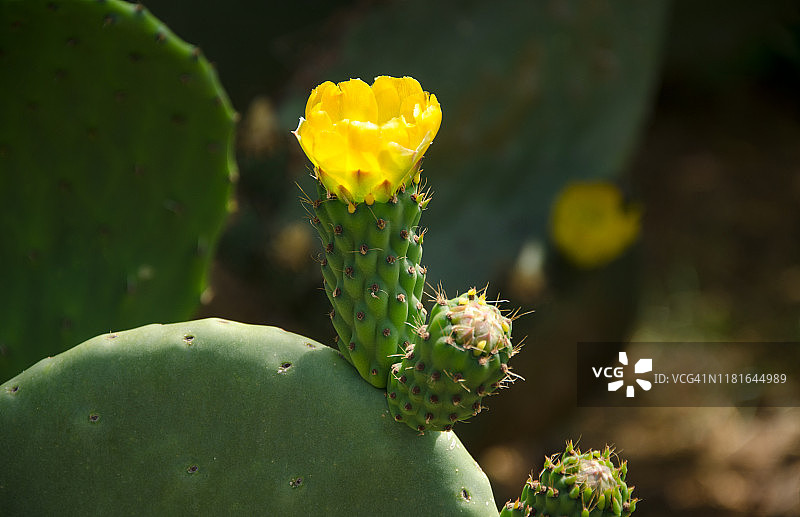 仙人掌黄色花朵特写 (2)图片素材