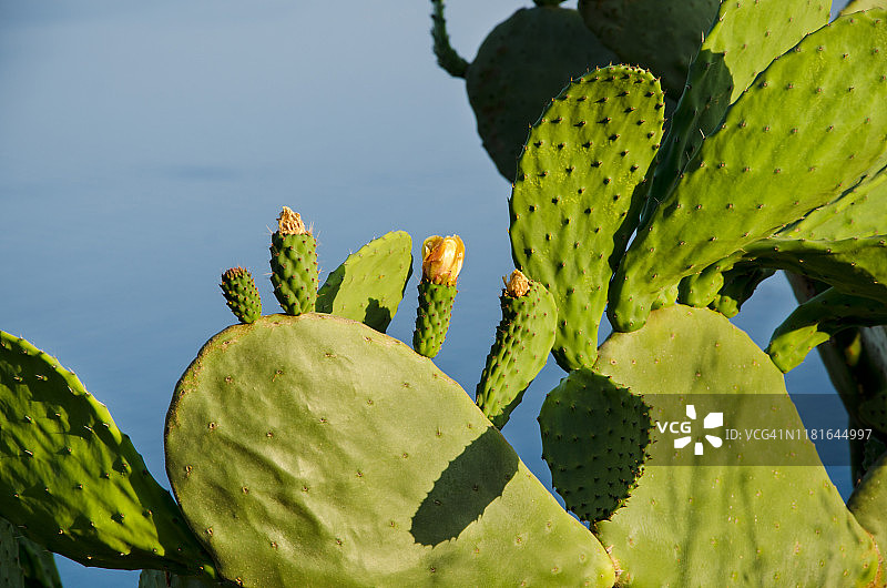 盛开的仙人掌图片素材