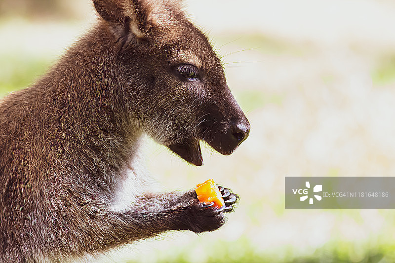 小袋鼠吃胡萝卜图片素材
