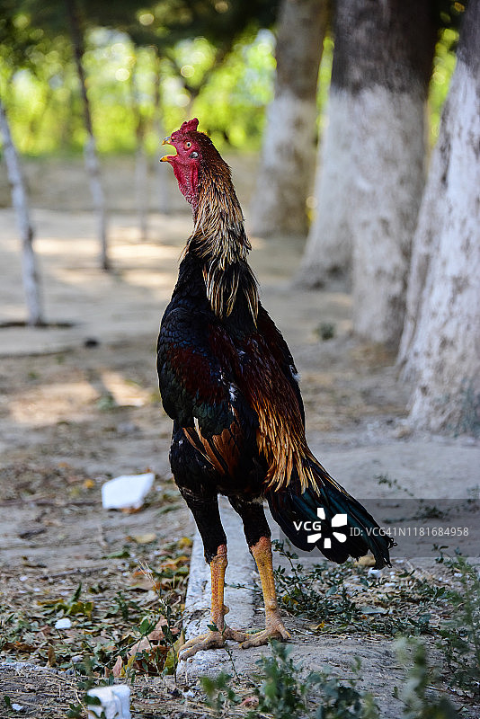 乌兹别克斗鸡“马拉尼”啼叫图片素材