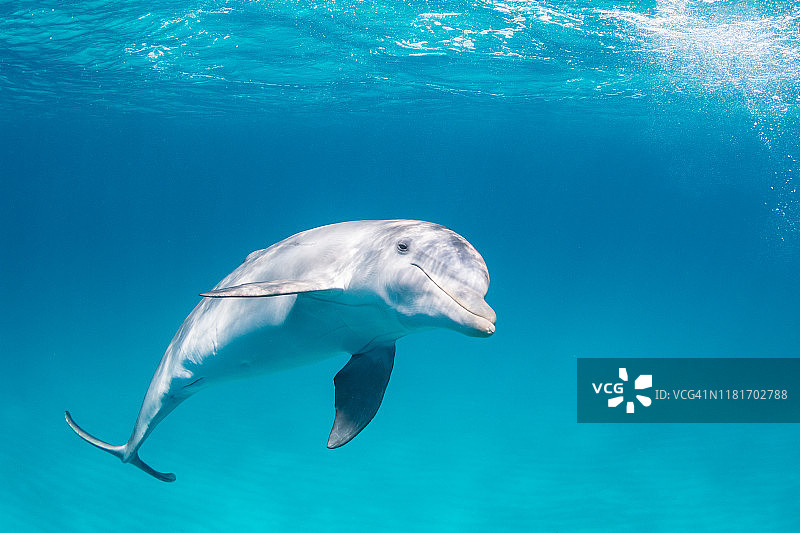 在巴哈马群岛游泳的宽吻海豚图片素材