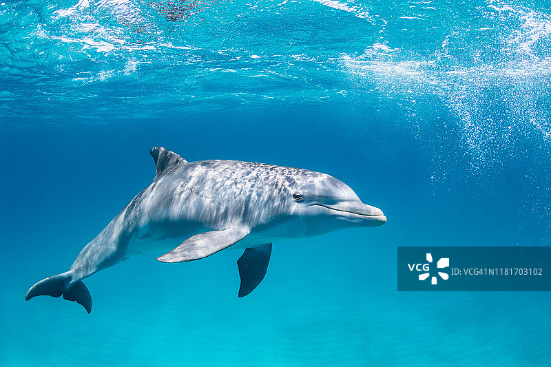 瓶鼻海豚肖像图片素材