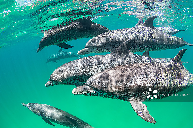 巴哈马群岛的大西洋斑点海豚图片素材