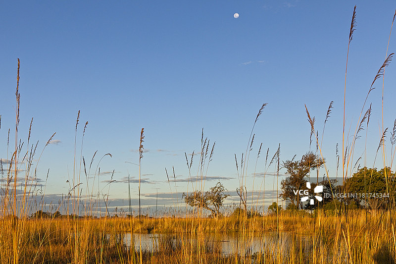 黄昏时分的奥卡万戈三角洲水道，岸边排列着高高的芦苇图片素材