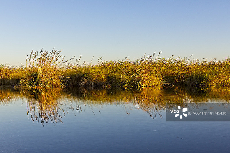 黄昏时分的奥卡万戈三角洲水道，岸边排列着高高的芦苇图片素材