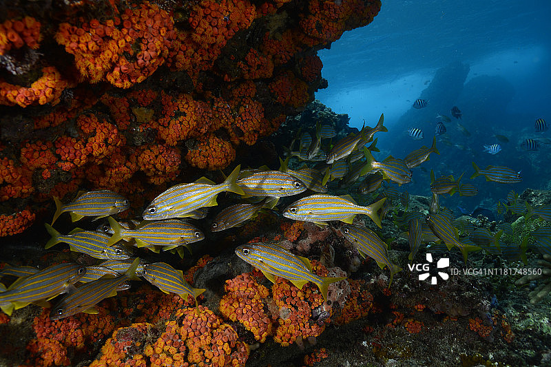 小口石鲈图片素材