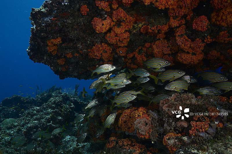 小口石鲈图片素材