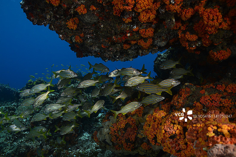 小口石鲈图片素材