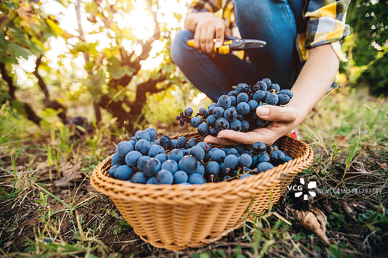葡萄园里的葡萄采摘机图片素材