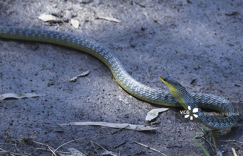 绿树蛇，昆士兰州翡翠植物园图片素材
