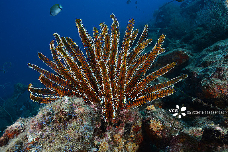 海百合图片素材