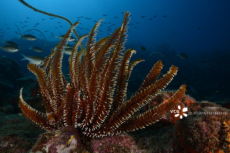 海百合图片素材