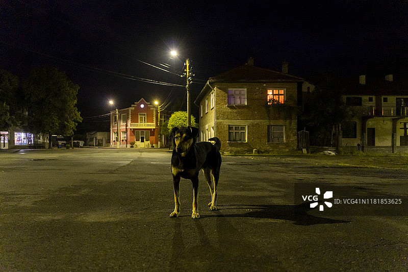 保加利亚科斯蒂小镇夜晚街头的小狗图片素材