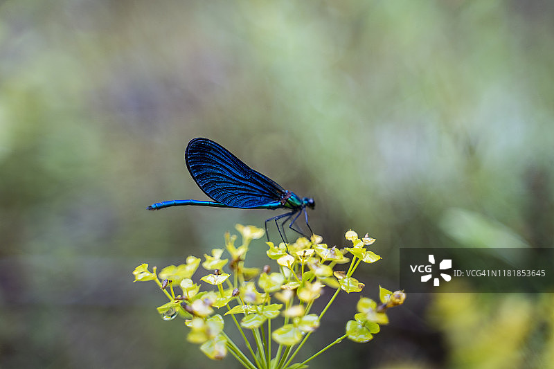 保加利亚 Strandja 山脉的蜻蜓与花朵图片素材