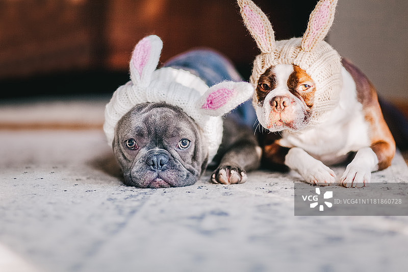 两只狗穿着兔子服装图片素材