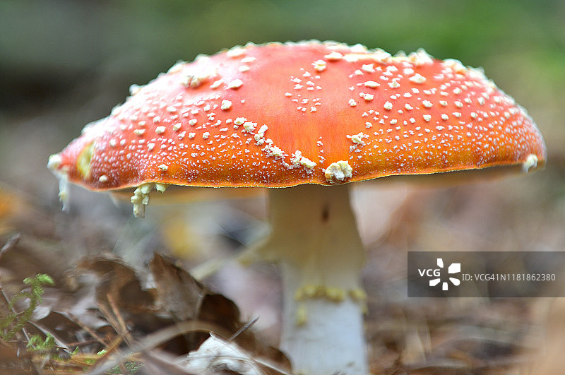 伞形毒菌图片素材