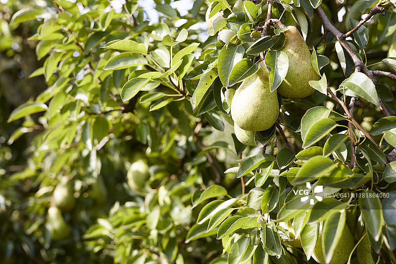 树上的威廉姆斯梨图片素材