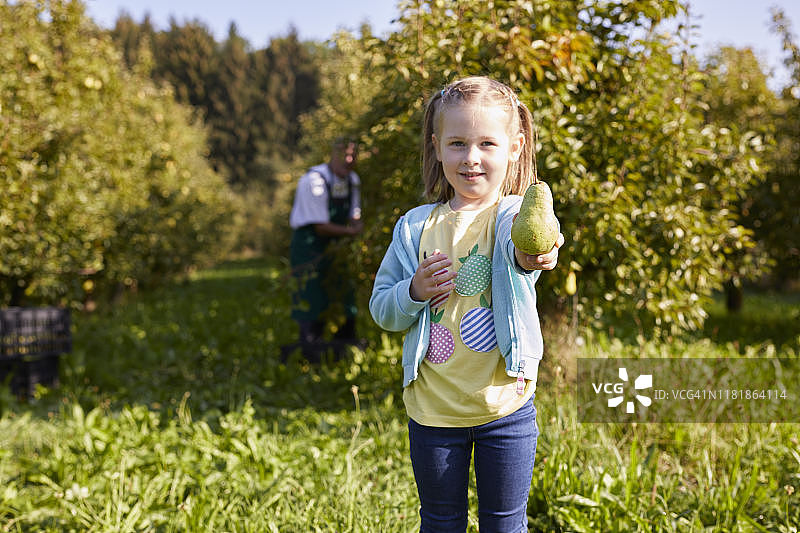 女孩采摘有机威廉姆斯梨，展示梨图片素材