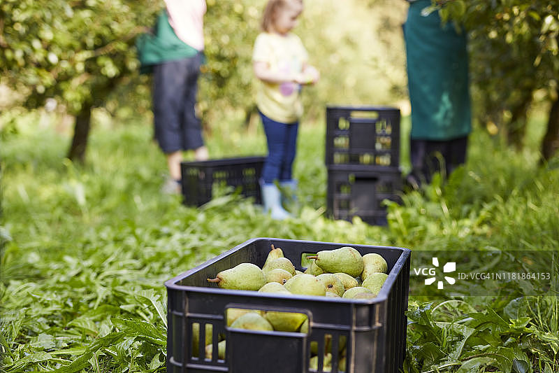 女孩帮助有机农场主采摘有机威廉姆斯梨图片素材