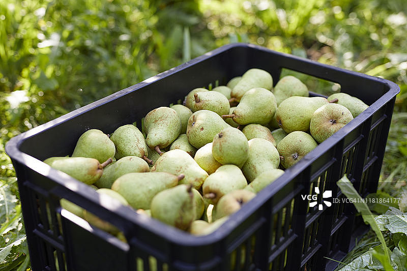 装满威廉姆斯梨的水果箱图片素材