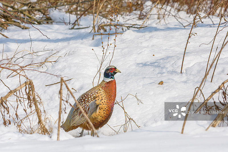 雪地中的雄性环颈雉图片素材